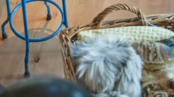 Planeo Laminat - Karol Buche | Authentisches Erscheinungsbild (LAM-6363) -Planeo Klick Deutschland Verkaufs-Shop 6388 laminate lc150 detail 01 1